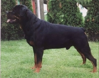 Bronko od Dragicevica Bronko od Dragicevica
